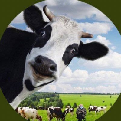 cow tittes|DevinCow (@DevinCow) .